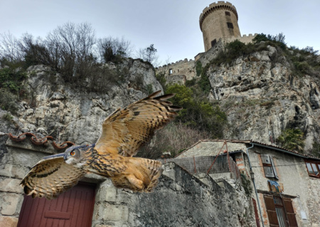 Sur les traces des animaux dans la ville !