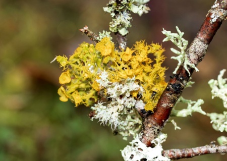 Ce que nous disent les lichens
