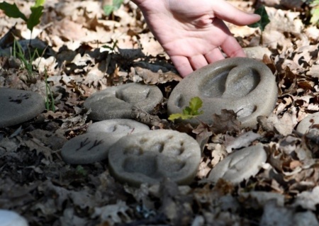 Les animaux de la forêt