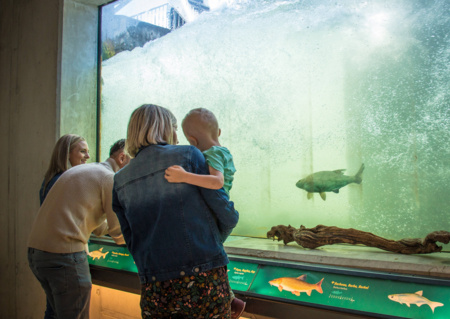 Visite guidée de la passe à poissons