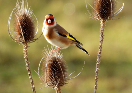 A l'affût des oiseaux du Parc !