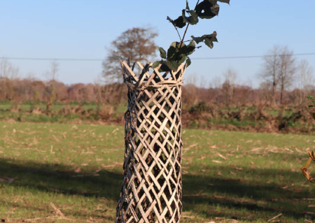 Atelier gaine de protection d'arbuste en matériaux naturels