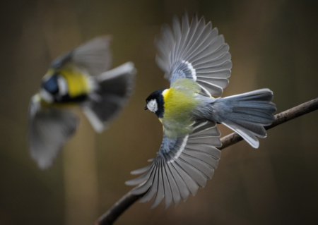 La Biodiversité à Paris
