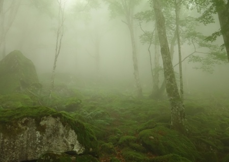 Forêts et rivière : riche biodiversité