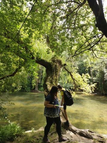 Histoire d'Arbres