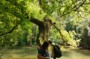 Histoire d'Arbres