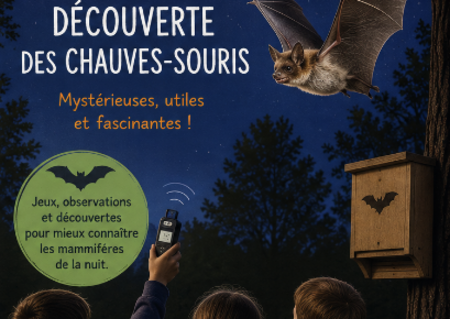 Atelier Découverte des chauves-souris