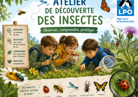 Atelier de découverte des insectes
