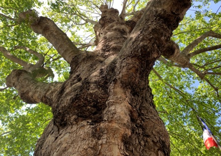 Patrimoine vivant : autour des arbres remarquables