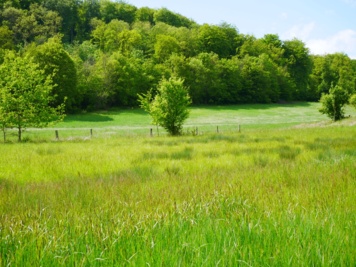 Découverte des prairies humides du Trou du Bon