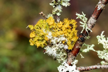 Ce que nous disent les lichens