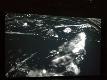Ad Infinitum, La vie, les baleines