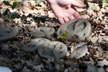 Les animaux de la forêt
