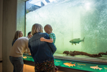 Visite guidée de la passe à poissons