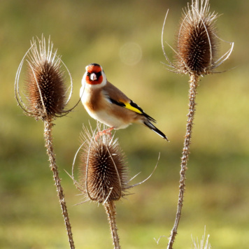 A l'affût des oiseaux du Parc !