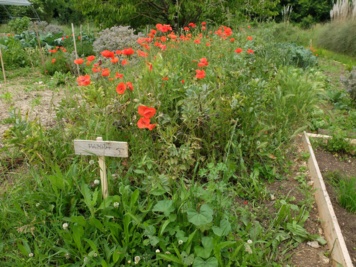 Découverte de la biodiversité avec Optio Tiers-Lieu