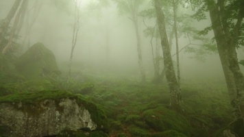 Forêts et rivière : riche biodiversité