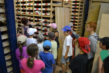 Visite du site archéologique Lattara et découverte des réserves archéologiques