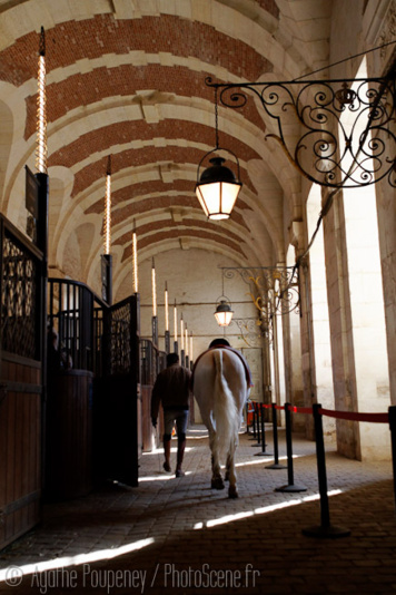 Découverte de l'Académie équestre de Versailles