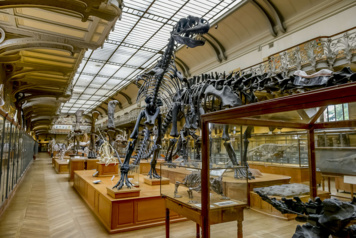 Visite découverte de la galerie de Paléontologie et d'Anatomie Comparée