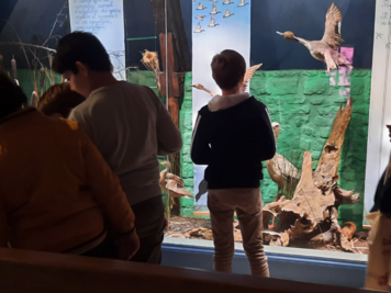 Dans la collection d'histoire naturelle, il y a...
