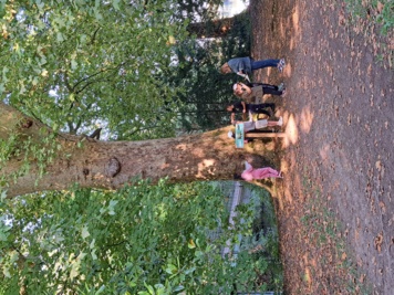 Les arbres voyageurs de l'Ile de St Cybard