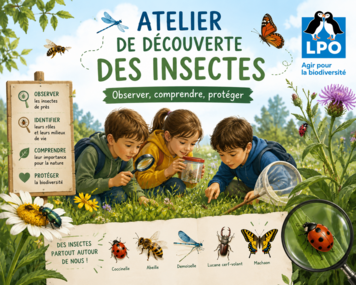 Atelier de découverte des insectes