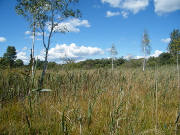 Découverte de la biodiversité du marais