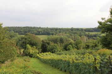 Tous en route ! Sur le chemin des vignes à Acy