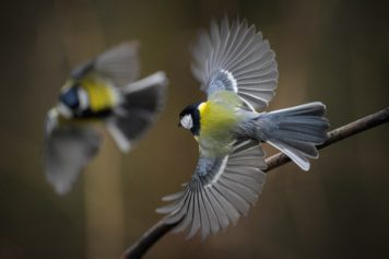 La Biodiversité à Paris