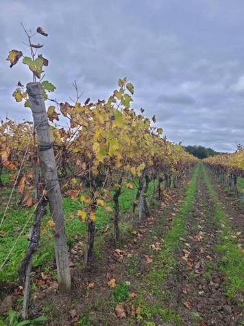 Mémoire de vigne : art et traces du paysage