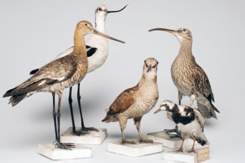 Visite des collections de zoologie et de botanique de Sorbonne Université