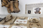 Découverte des métiers de l'archéologie