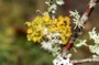 Ce que nous disent les lichens