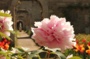 ATELIER JARDIN SENSORIEL
