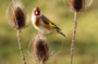 A l'affût des oiseaux du Parc !