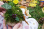 Atelier Nature et Paysage