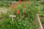 Découverte de la biodiversité avec Optio Tiers-Lieu