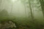 Forêts et rivière : riche biodiversité
