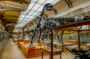 Visite découverte de la galerie de Paléontologie et d'Anatomie Comparée
