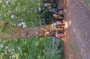 Les arbres voyageurs de l'Ile de St Cybard