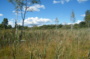 Découverte de la biodiversité du marais