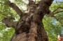 Patrimoine vivant : autour des arbres remarquables