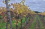 Mémoire de vigne : art et traces du paysage