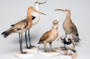 Visite des collections de zoologie et de botanique de Sorbonne Université
