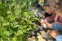 Comment faire de l’art avec les plantes ?
